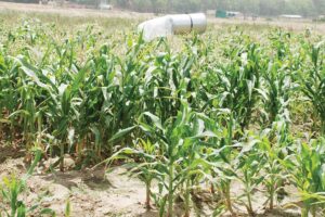 मक्का (Maize) की जैविक खेती