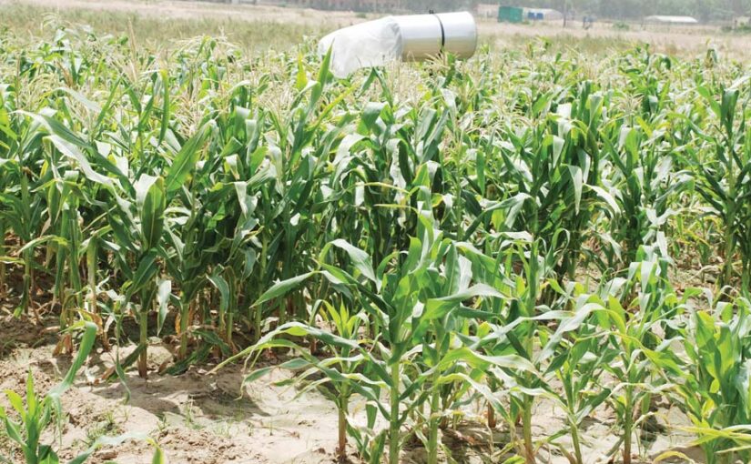 मक्का (Maize) की जैविक खेती