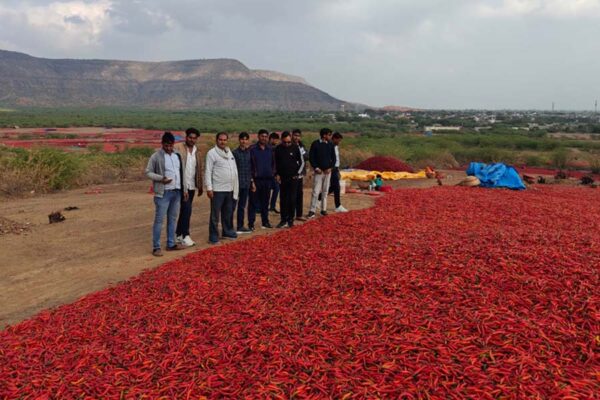 मिर्ची की खेती (Chilli Cultivation) ने बदली गांव की तसवीर