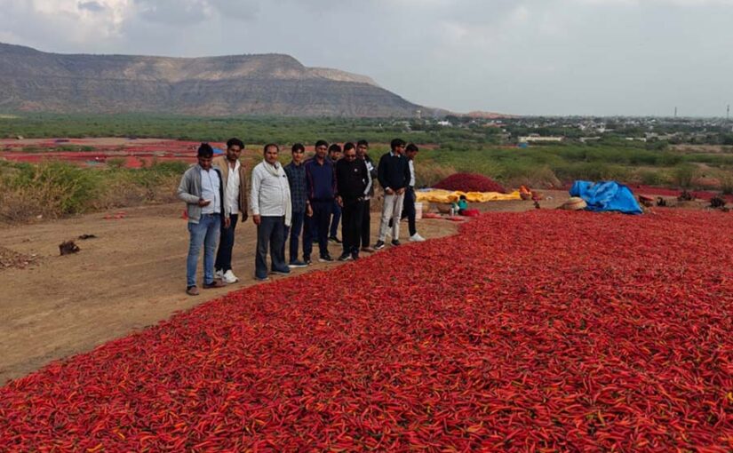 मिर्ची की खेती (Chilli Cultivation) ने बदली गांव की तसवीर