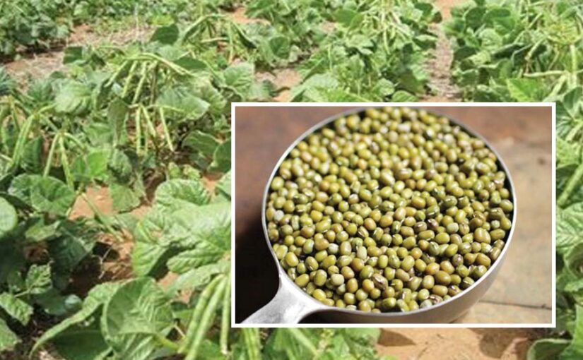 दलहनी फसल ग्रीष्मकालीन मूंग (Moong)