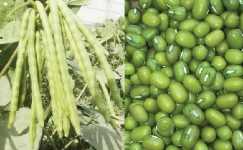 55 दिनों में तैयार होगी जनकल्याणी मूंग 55