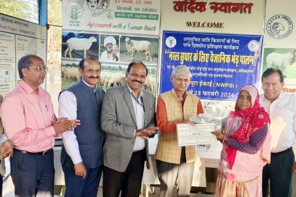 नस्ल सुधार के लिए वैज्ञानिक तरीके से भेड़पालन (Sheep Rearing)