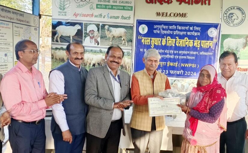 नस्ल सुधार के लिए वैज्ञानिक तरीके से भेड़पालन (Sheep Rearing)