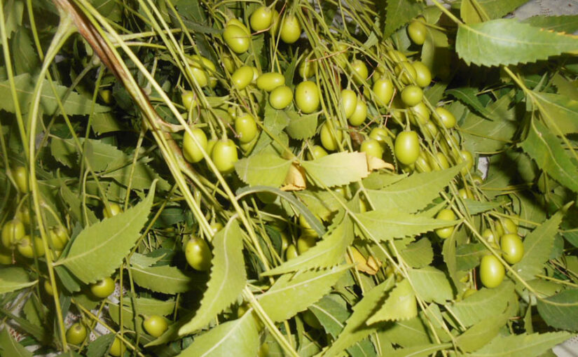 वैश्विक नीम (Neem) व्यापार मेले का आयोजन