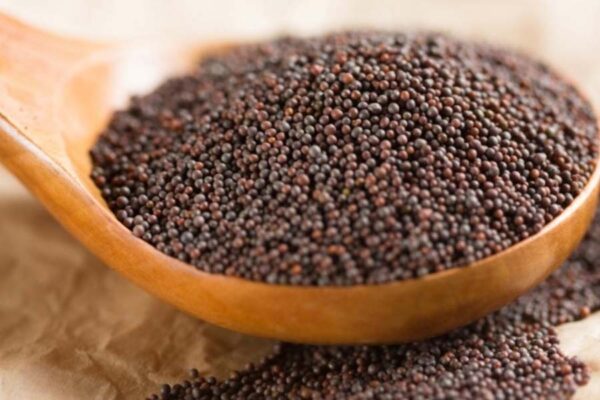 अधिक मुनाफा वाली सरसों कि उन्नत किस्में (Mustard Varieties)
