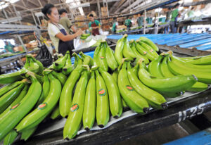 एपीडा की मदद से रूस को होंगे ताजा फल निर्यात (Fresh Fruits Export)