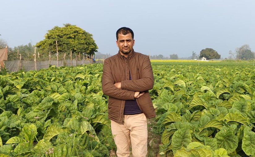 तंबाकू फसल (Tobacco Crop) हुई खराब, मिलेगा बिना ब्याज ऋण