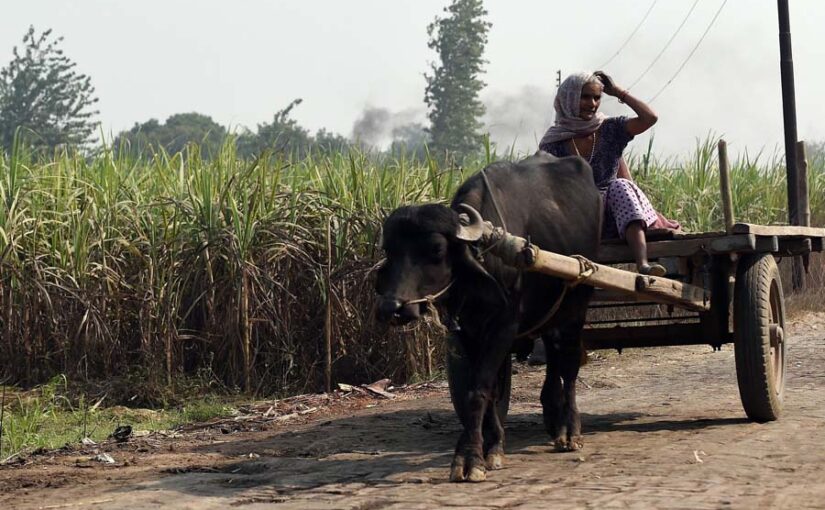 कब बदलेगी खेतों में मशीन बनी महिलाओं की दुनिया