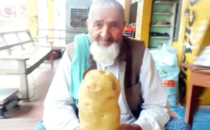 वजन 2 किलोग्राम, कटहल की साइज का आलू (Potato)