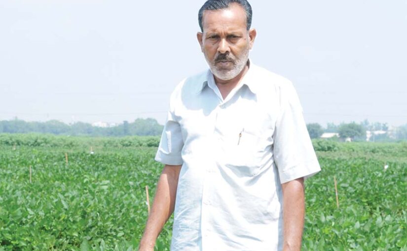 दलहनी फसलों (Pulse Crops) की उन्नत खेती