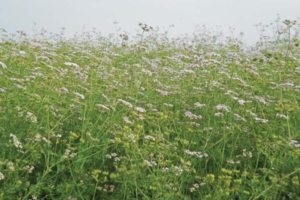 धनिया (Coriander)