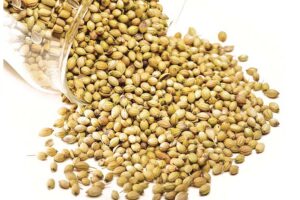 धनिया (Coriander) की खास किस्म ‘अजमेर धनिया-1’