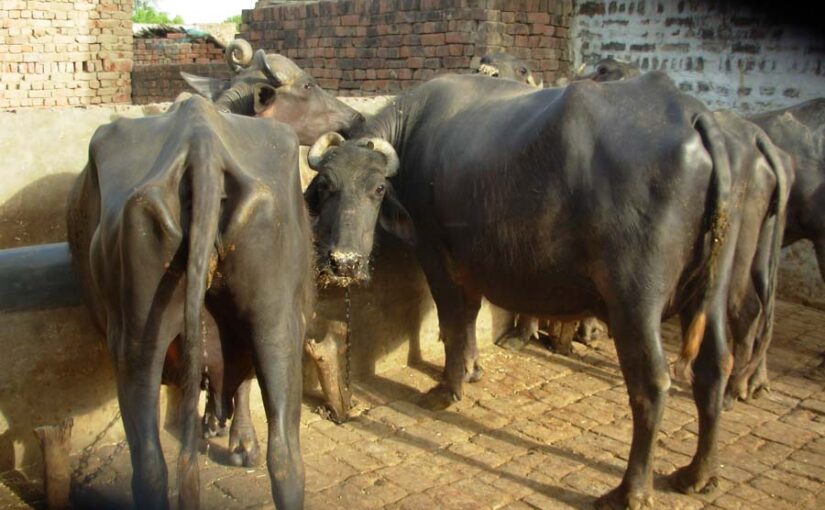 दुधारू पशु (Milch Animals) प्रदाय में अब गाय के साथ भैंस भी शामिल