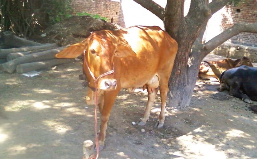 पशुओं को गरमी और लू (Heat and Humidity) से यों बचाएं