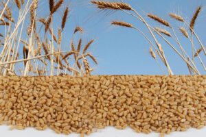 गेहूं की उन्नत किस्म (Improved Wheat Variety)
