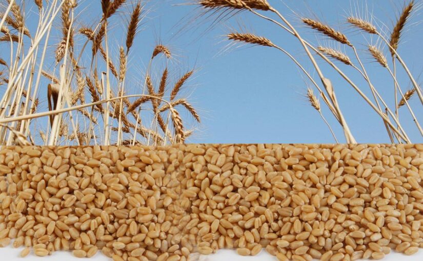 गेहूं की उन्नत किस्म (Improved Wheat Variety) ‘डब्ल्यूएच 1270’ पहुंचेगी किसानों तक