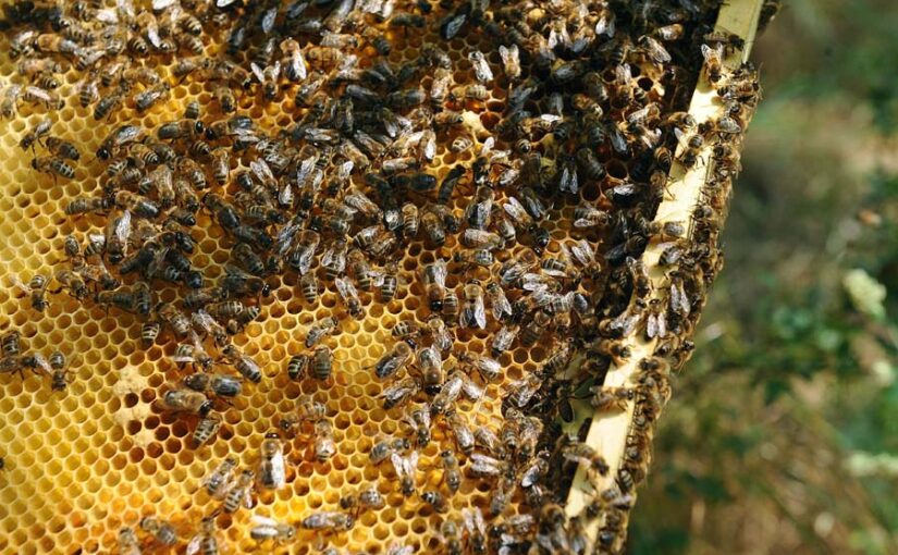 पूर्वी भारत में शहद क्रांति (Honey Revolution) का आगाज