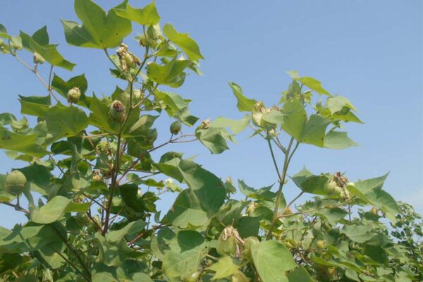 कपास (Cotton) में गुलाबी सुंडी का बढ़ता प्रकोप