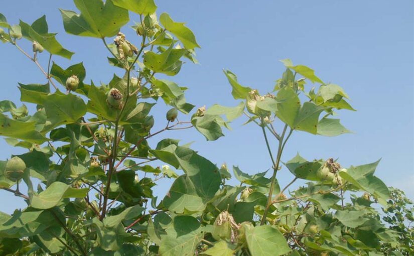 कपास (Cotton) में गुलाबी सुंडी का बढ़ता प्रकोप