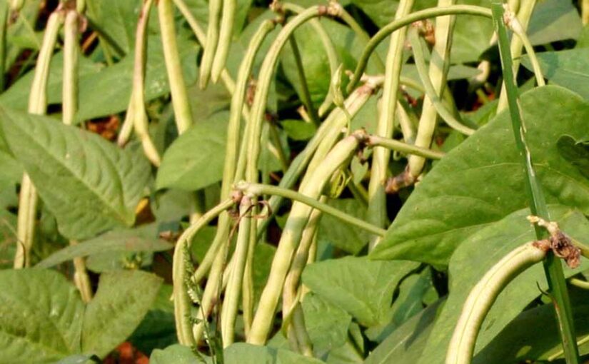 सब्जी व दलहनी फसल लोबिया