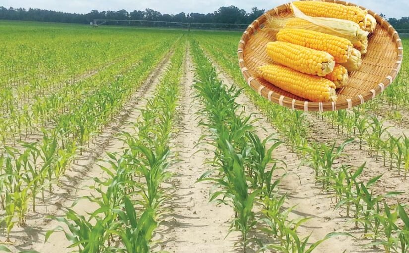 मक्के (Maize) की आधुनिक खेती