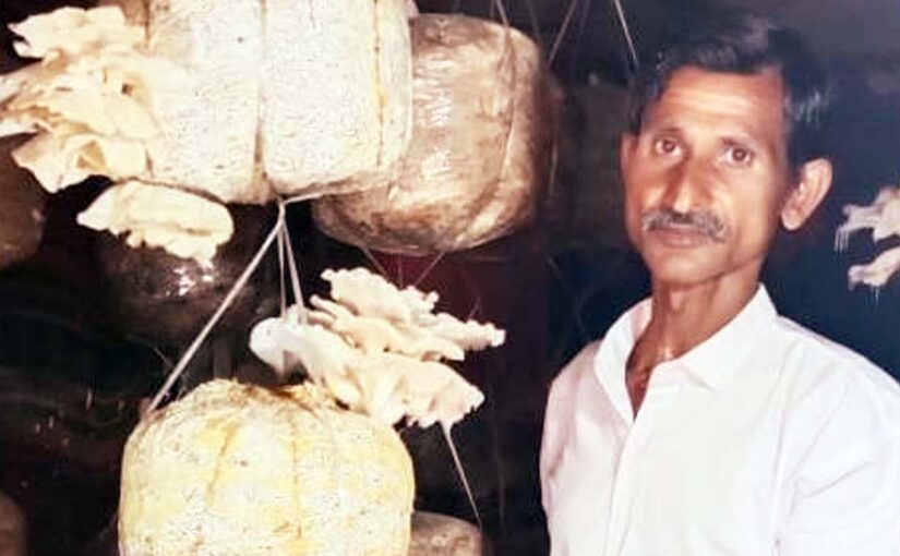 प्राकृतिक रूप से खेती कर 250 रुपए प्रति किलोग्राम बेच रहे मशरूम