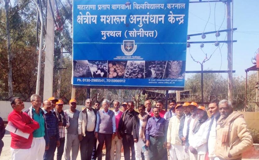 मशरूम अनुसंधान केंद्र में जानें मशरूम उत्पादन (Mushroom Production) के तौरतरीके