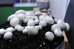mashroom ki prajati