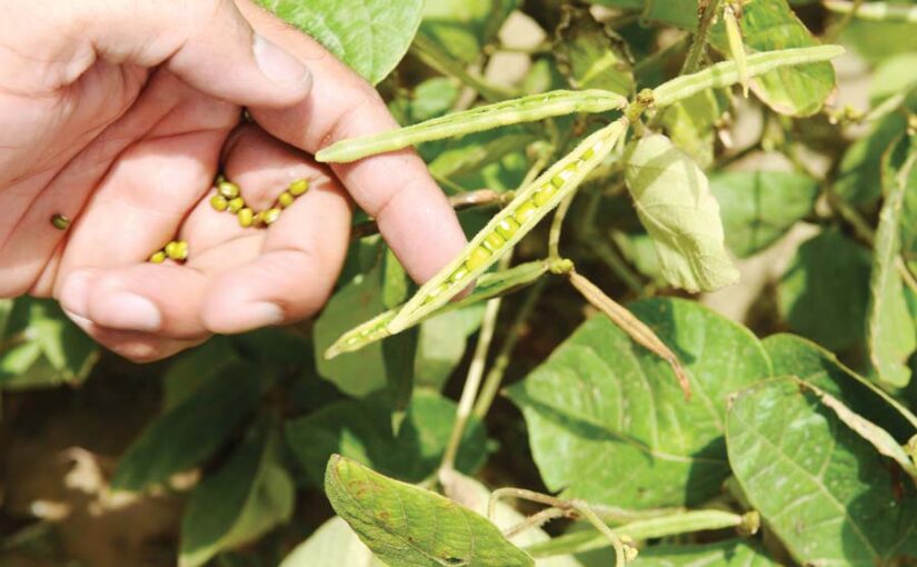 गरमी में मूंग की खेती (Moong Cultivation) में नई तकनीक