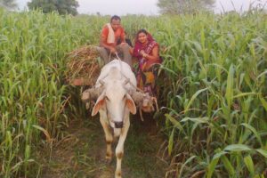 अब पशुचारा (Animal Feed) जिले के बाहर नहीं बिकेगा