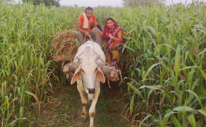 अब पशुचारा (Animal Feed) जिले के बाहर नहीं बिकेगा