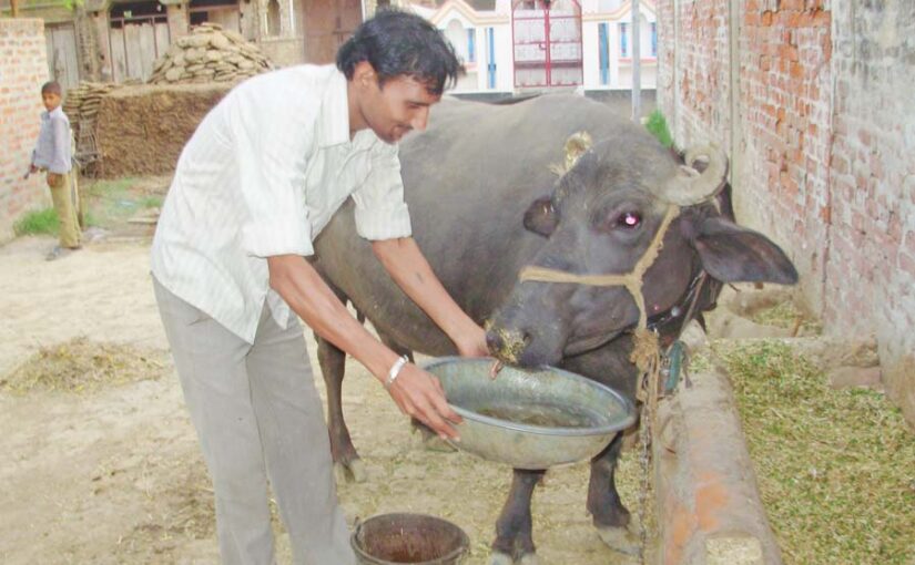 गरमियों में पशुओं की देखभाल (Animal Care)