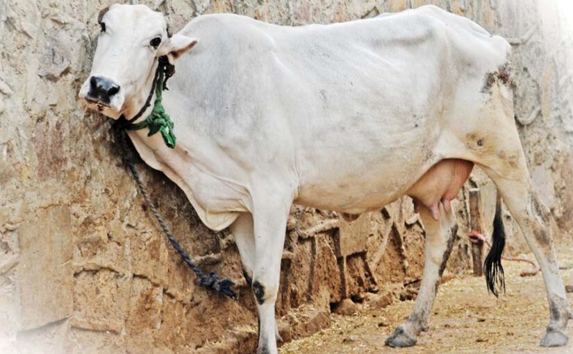 जब पशु खुजली से रहे परेशान