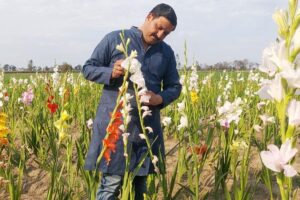 फूलों की खेती (Flower Farming)