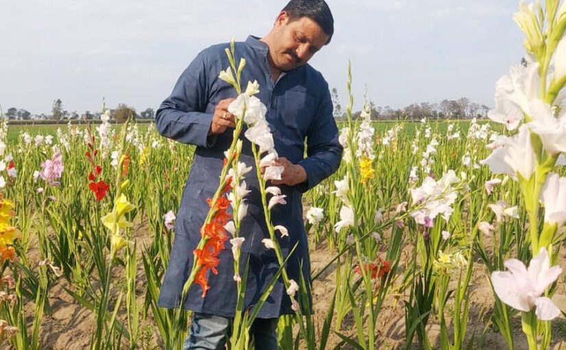 तराई में हो रही रंग बिरंगे फूलों की खेती (Flower Farming)