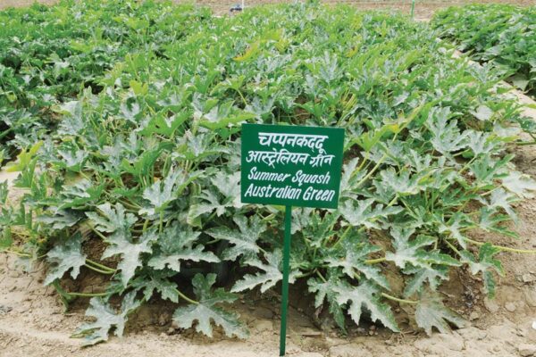 वैज्ञानिक तरीके से करें बेल वाली सब्जियां (Climbing vegetables)