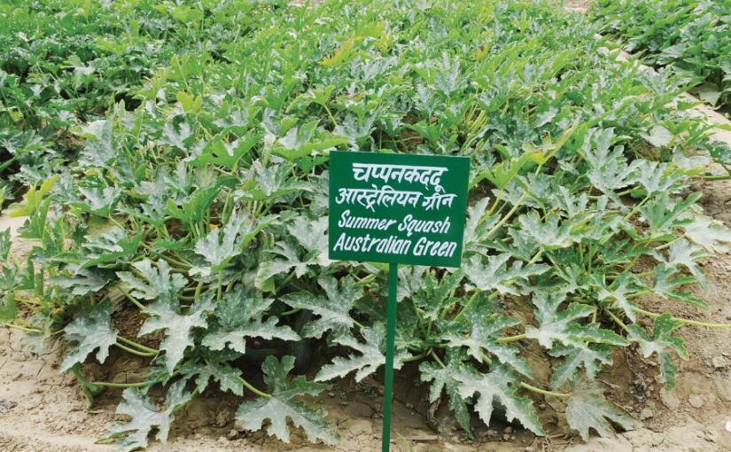 वैज्ञानिक तरीके से करें बेल वाली सब्जियां (Climbing vegetables)