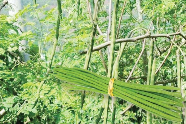 नर्सरी, कलम या बीज से करें सहजन (Drumstick) की खेती