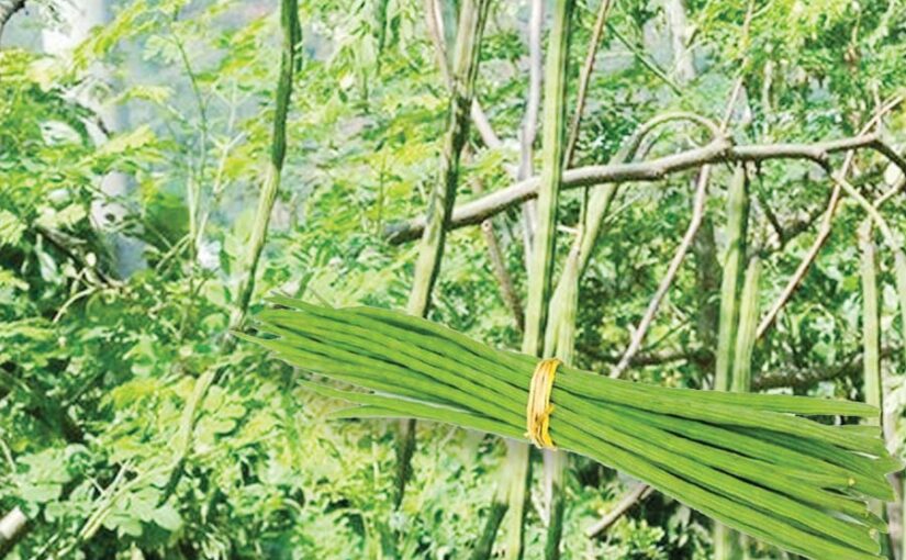 नर्सरी, कलम या बीज से करें सहजन (Drumstick) की खेती