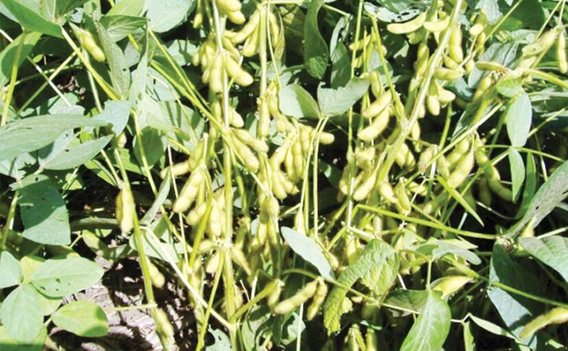 प्रोटीन से भरपूर सोयाबीन की खेती (Soybean Cultivation)