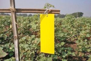 कीट व रोग प्रबंधन (Pest and Disease Management)
