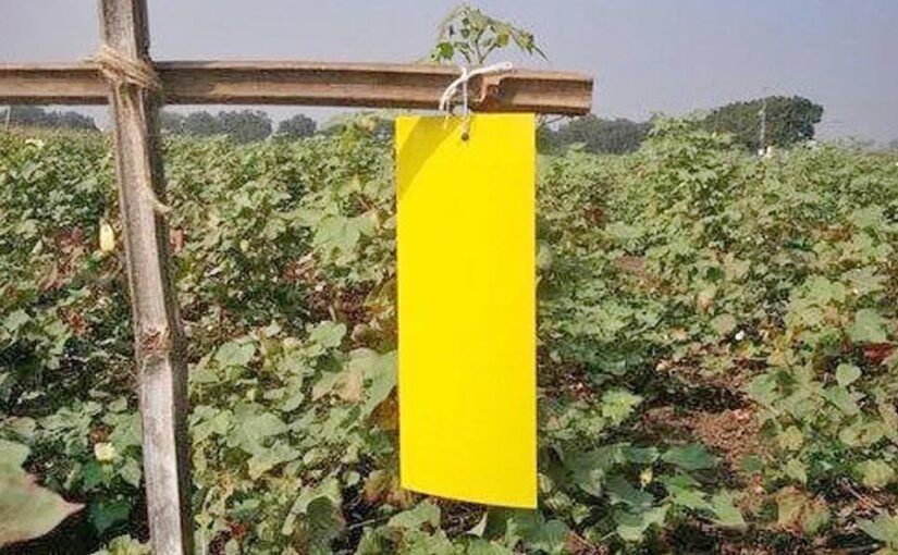 प्रशिक्षण आयोजन में कीट व रोग प्रबंधन (Pest and Disease Management) पर फोकस