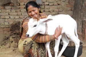 गायभैंस के नवजात बच्चों (Newborn Calves)