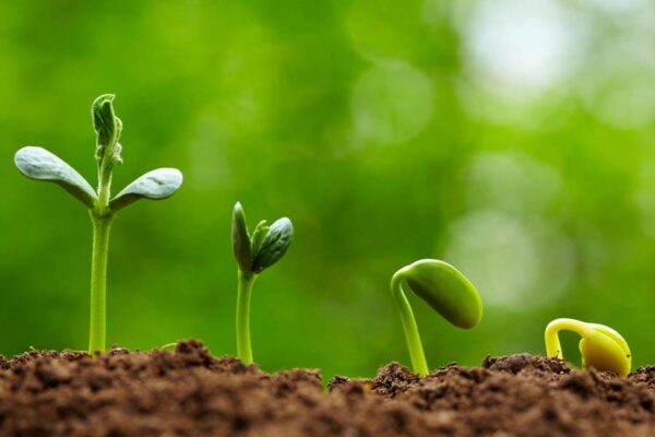 बीज अंकुरण (Seed Germination)