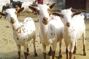 बरबरी बकरी (Barbari Goat) कम लागत में ज्यादा आमदनी