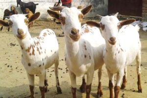 बरबरी बकरी (Barbari Goat)