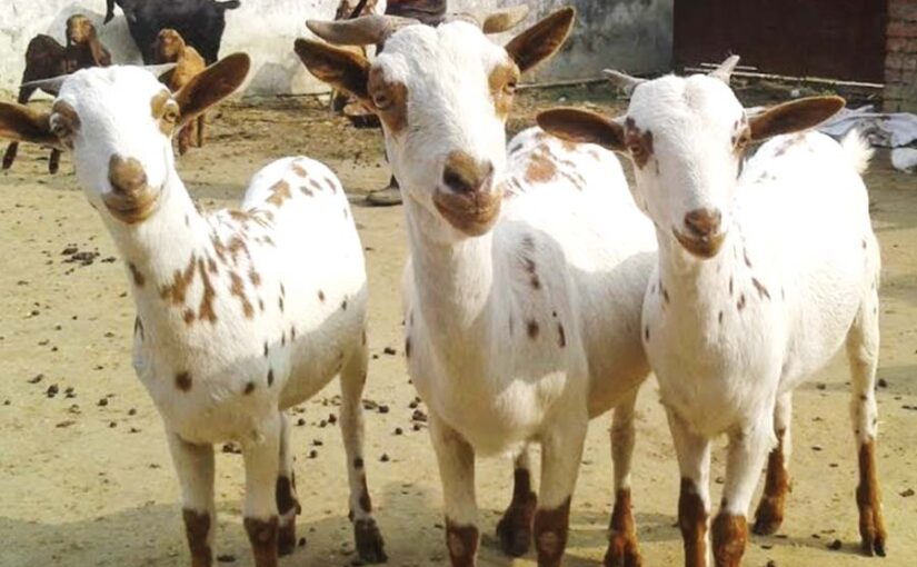 बरबरी बकरी (Barbari Goat) कम लागत में ज्यादा आमदनी