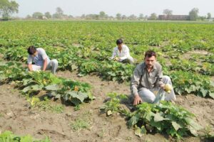 बेल वाली सब्जियां (Climbing Vegetables)