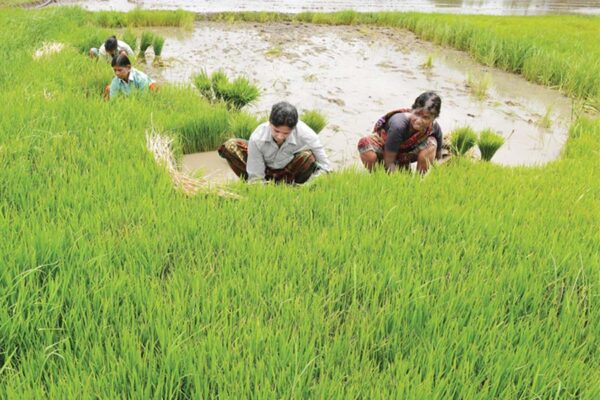 धान (Paddy)